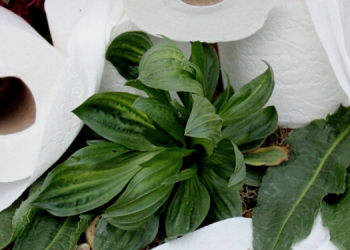 12 Plants That Make Soft Toilet Paper