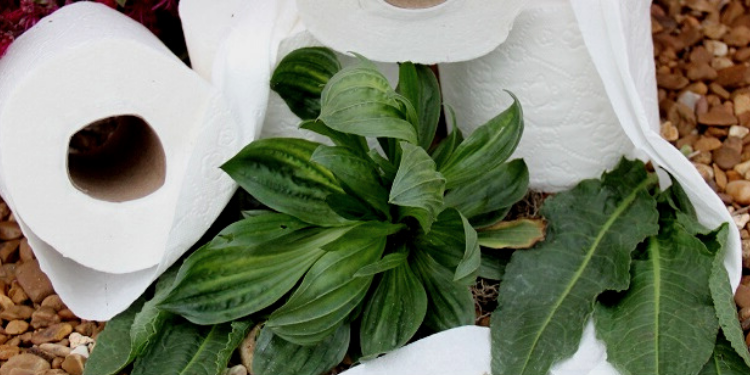 12 Plants That Make Soft Toilet Paper