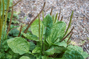 12 Plants That Make Soft Toilet Paper