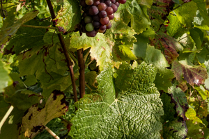 12 Plants That Make Soft Toilet Paper