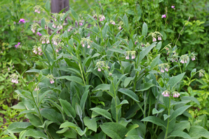 12 Plants That Make Soft Toilet Paper