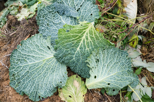 12 Plants That Make Soft Toilet Paper