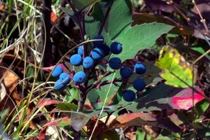 Huckleberries