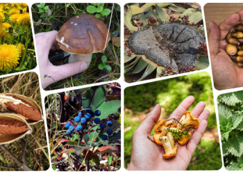 20 Wild Plants That Kept Our Grandparents Alive During The Great Depression