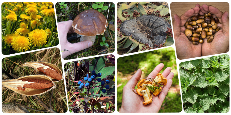 20 Wild Plants That Kept Our Grandparents Alive During The Great Depression