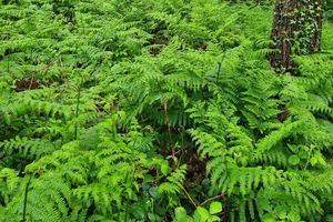 Ferns