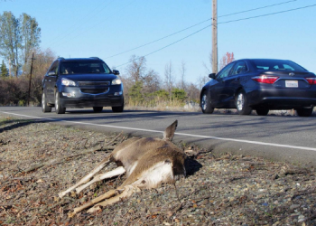 Is It Safe To Eat Roadkill?