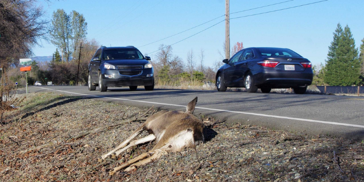 Is It Safe To Eat Roadkill?