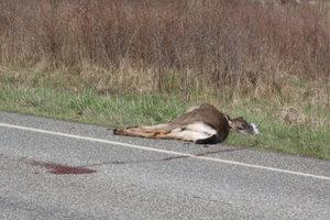 Is It Safe To Eat Roadkill?