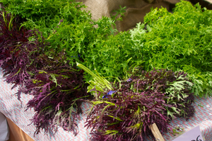 11 Fast Growing Vegetables to Grow in a Crisis