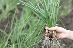 11 Fast Growing Vegetables to Grow in a Crisis