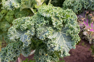 11 Fast Growing Vegetables to Grow in a Crisis