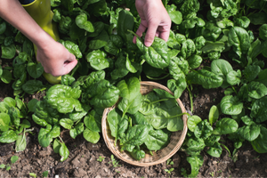 11 Fast Growing Vegetables to Grow in a Crisis