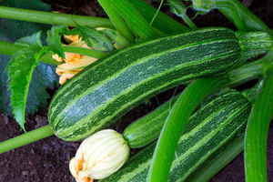 11 Fast Growing Vegetables to Grow in a Crisis