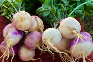 11 Fast Growing Vegetables to Grow in a Crisis