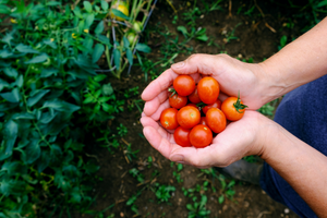 11 Fast Growing Vegetables to Grow in a Crisis