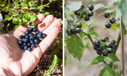 Blueberries vs Nightshade