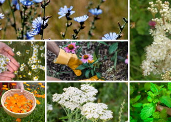 The 10 Medicinal Plants You Should Plant For A Complete Backyard Pharmacy