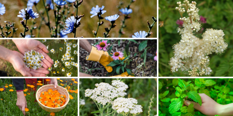 The 10 Medicinal Plants You Should Plant For A Complete Backyard Pharmacy