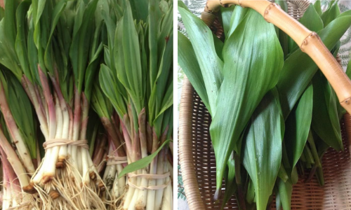 The Most Dangerous Plant Look-Alikes