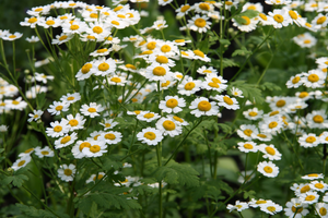 feverfew