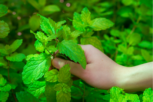 The 10 Medicinal Plants You Should Plant For A Complete Backyard Pharmacy