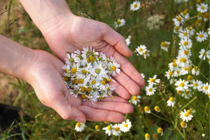 The 10 Medicinal Plants You Should Plant For A Complete Backyard Pharmacy