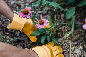 echinacea