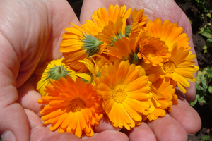 calendula