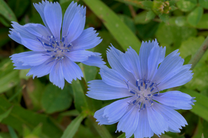 The 10 Medicinal Plants You Should Plant For A Complete Backyard Pharmacy