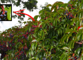 The Most Dangerous Plant Look-Alikes