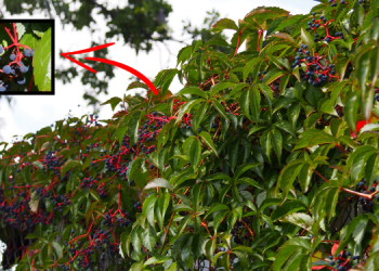 The Most Dangerous Plant Look-Alikes