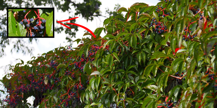 The Most Dangerous Plant Look-Alikes