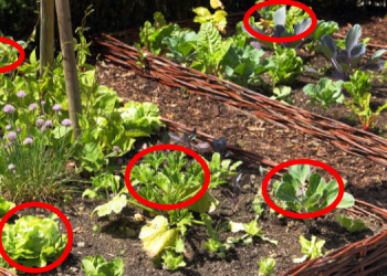 11 Fast Growing Vegetables to Grow in a Crisis