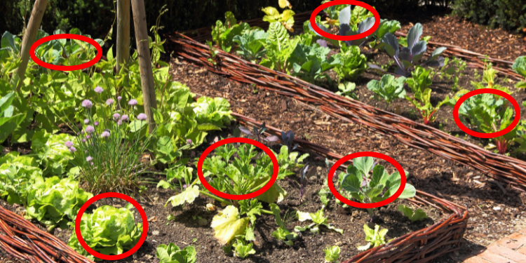 11 Fast Growing Vegetables to Grow in a Crisis