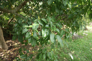 11 Dangerous Plants You Should Never Have In Your Backyard