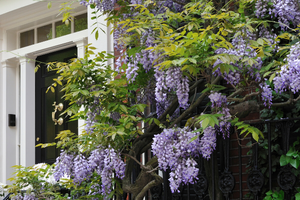 11 Dangerous Plants You Should Never Have In Your Backyard