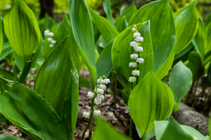 11 Dangerous Plants You Should Never Have In Your Backyard
