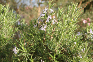 12 Native American Remedies That We Lost To History