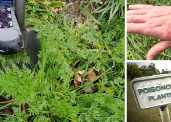 11 Dangerous Plants You Should Never Have In Your Backyard