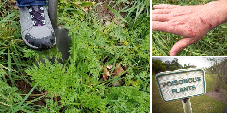 11 Dangerous Plants You Should Never Have In Your Backyard