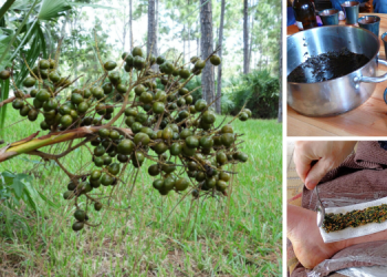 Native American Remedies