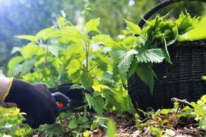Edible Plants To Forage In Early Spring