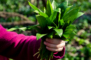 wild garlic