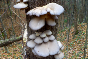 oyster mushrooms