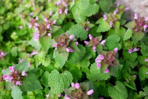 Edible Plants To Forage In Early Spring