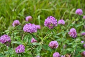 Edible Plants To Forage In Early Spring