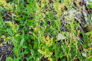 Edible Plants To Forage In Early Spring