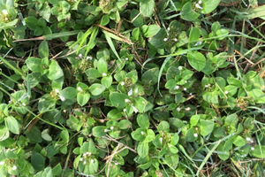 Edible Plants To Forage In Early Spring