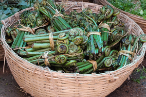 Edible Plants To Forage In Early Spring